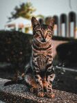 可爱斑纹猫坐于户外