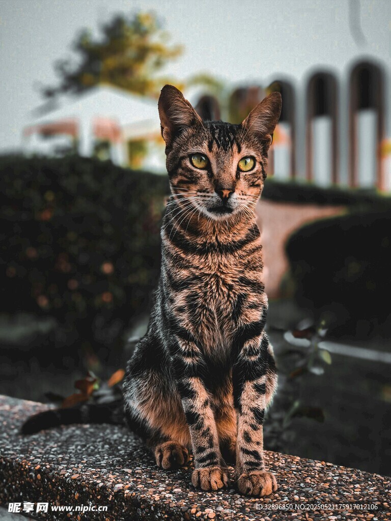 可爱斑纹猫坐于户外
