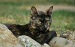 岩石上休憩的花色猫咪