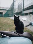 黑猫坐于摩托车后座