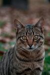 斑纹猫咪户外凝视瞬间
