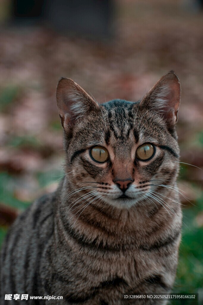 斑纹猫咪户外凝视瞬间