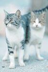 两只可爱猫咪并肩而立
