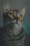 凝视的斑纹猫