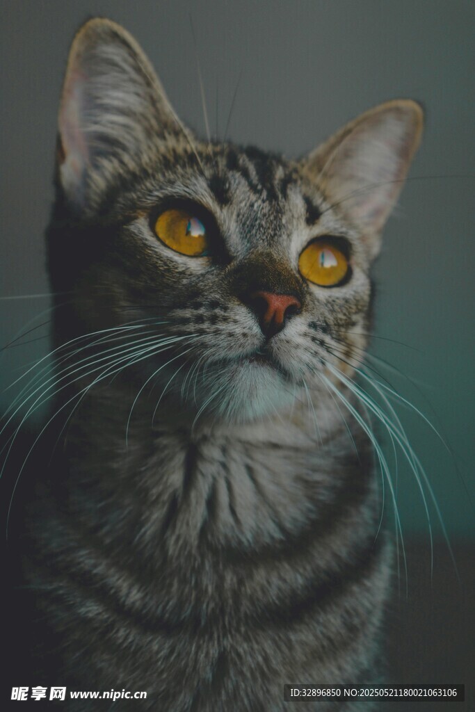 凝视的斑纹猫