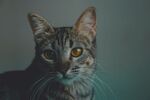 凝视的斑纹猫