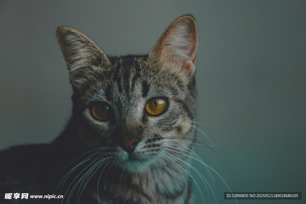 凝视的斑纹猫