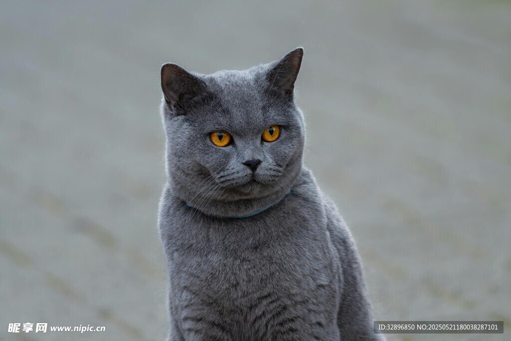 灰色猫咪专注凝视瞬间
