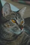 凝视的斑纹猫咪