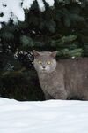 雪地中的灰猫