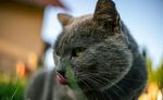 吐舌的灰猫