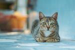 趴着的斑纹猫咪