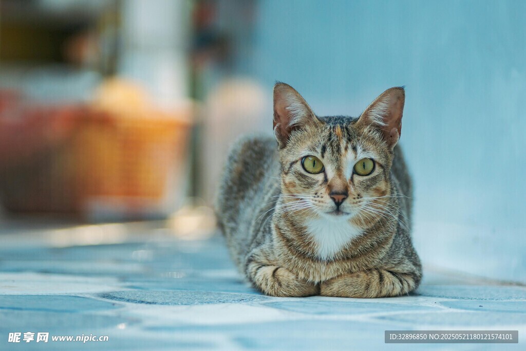趴着的斑纹猫咪