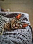 慵懒猫咪惬意躺卧