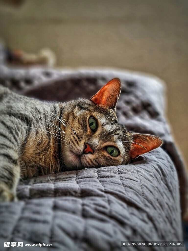 慵懒猫咪惬意躺卧