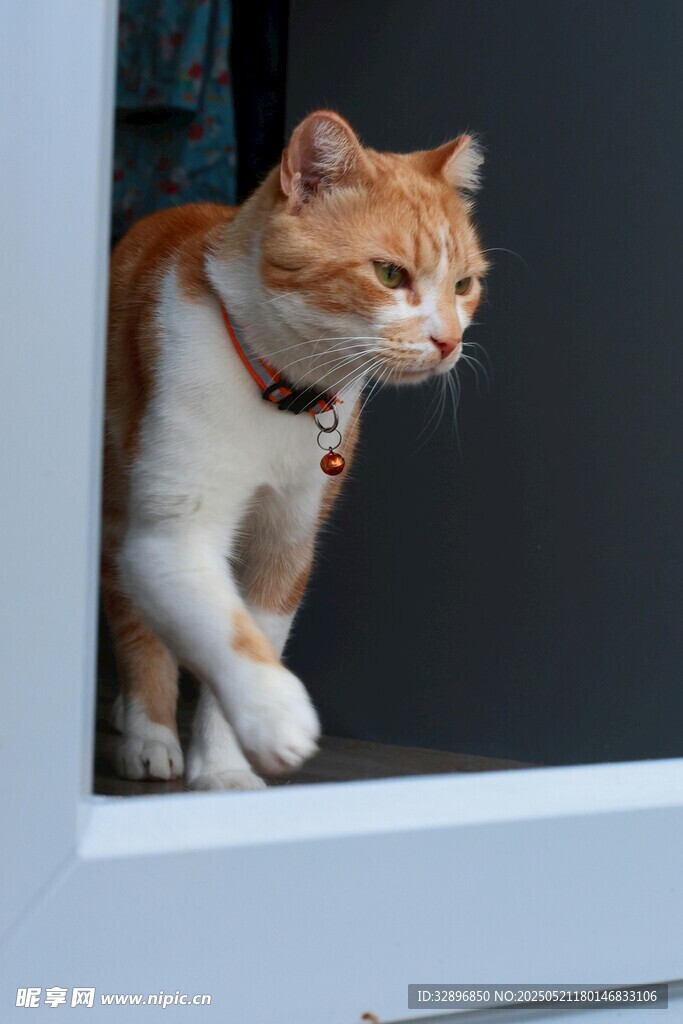 窗边萌猫探头张望