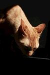 低头的橘猫