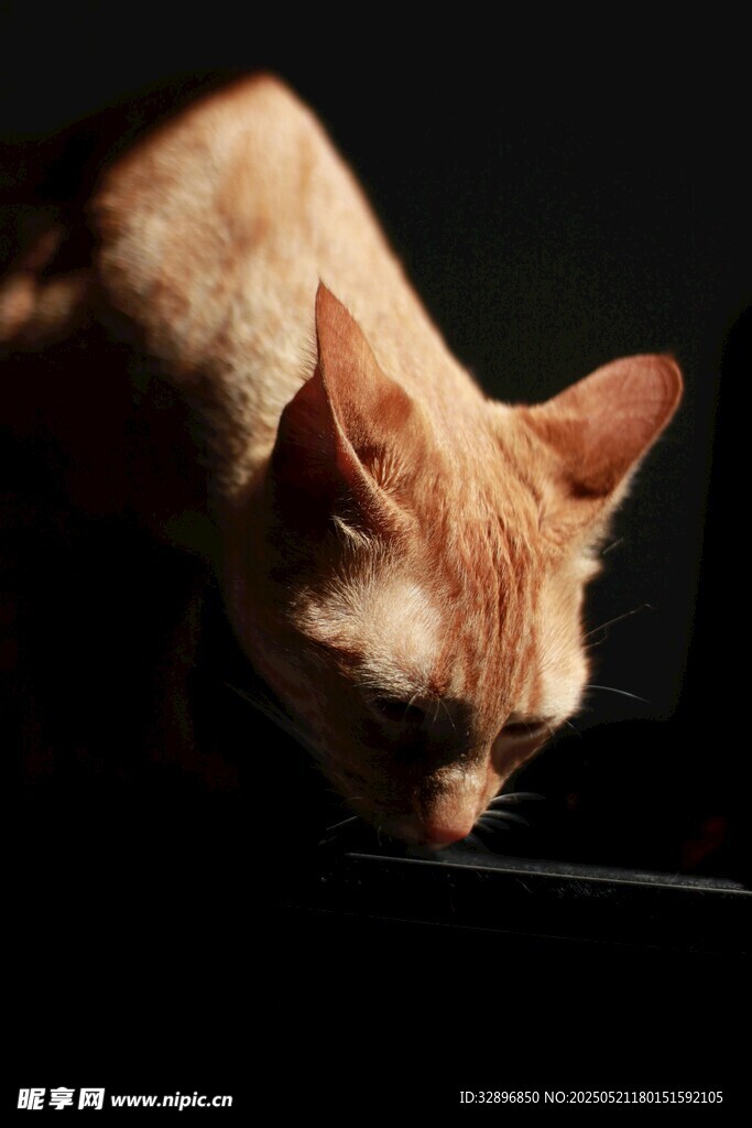 低头的橘猫