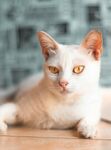 趴卧的白色猫咪