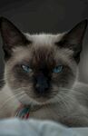 蓝眼暹罗猫安静趴卧