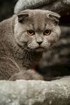 可爱折耳猫蹲坐石上