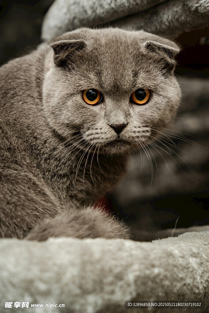 可爱折耳猫蹲坐石上