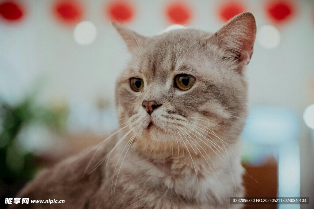 可爱灰猫侧头凝视