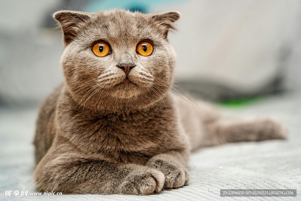 可爱英短猫趴卧姿态