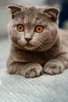 可爱灰猫趴卧