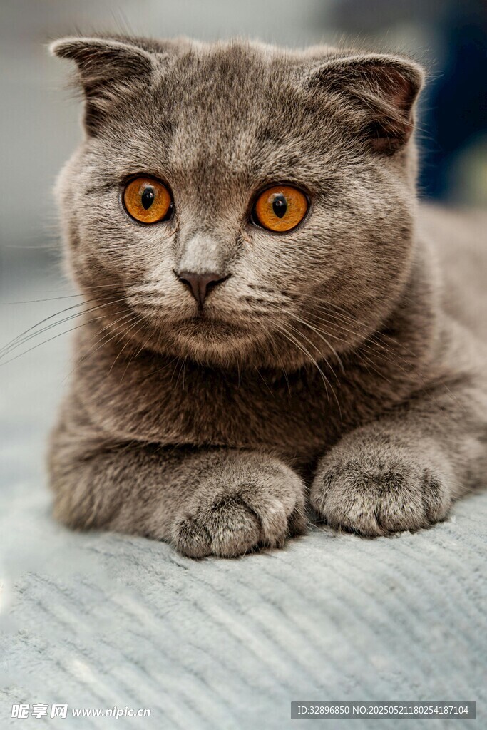 可爱灰猫趴卧