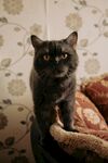 黑猫立于舒适猫窝