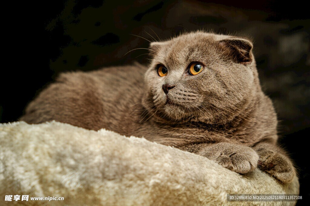 慵懒折耳猫趴卧在石上