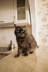 厨房中的可爱猫咪