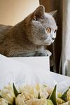 蓝猫卧于鲜花旁