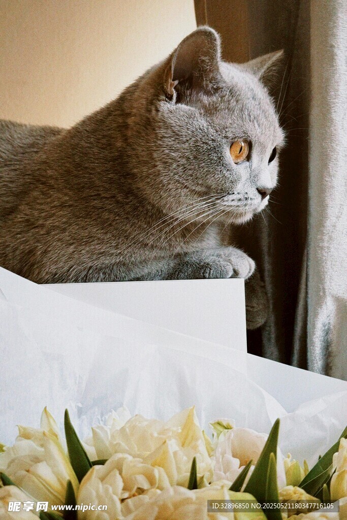 蓝猫卧于鲜花旁