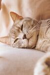 猫咪惬意入眠瞬间