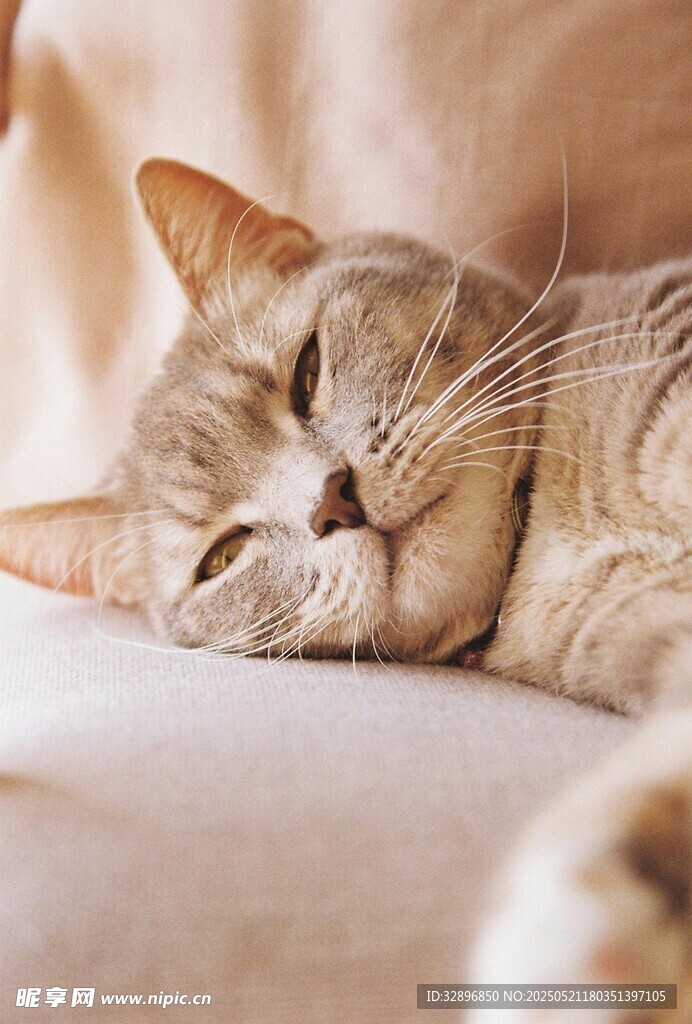 猫咪惬意入眠瞬间