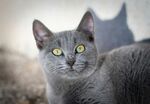 灰猫凝视