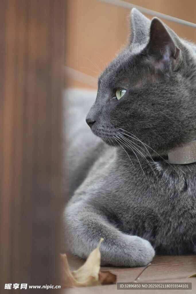 灰猫侧躺凝视小物件