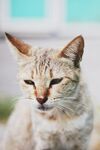 慵懒猫咪特写