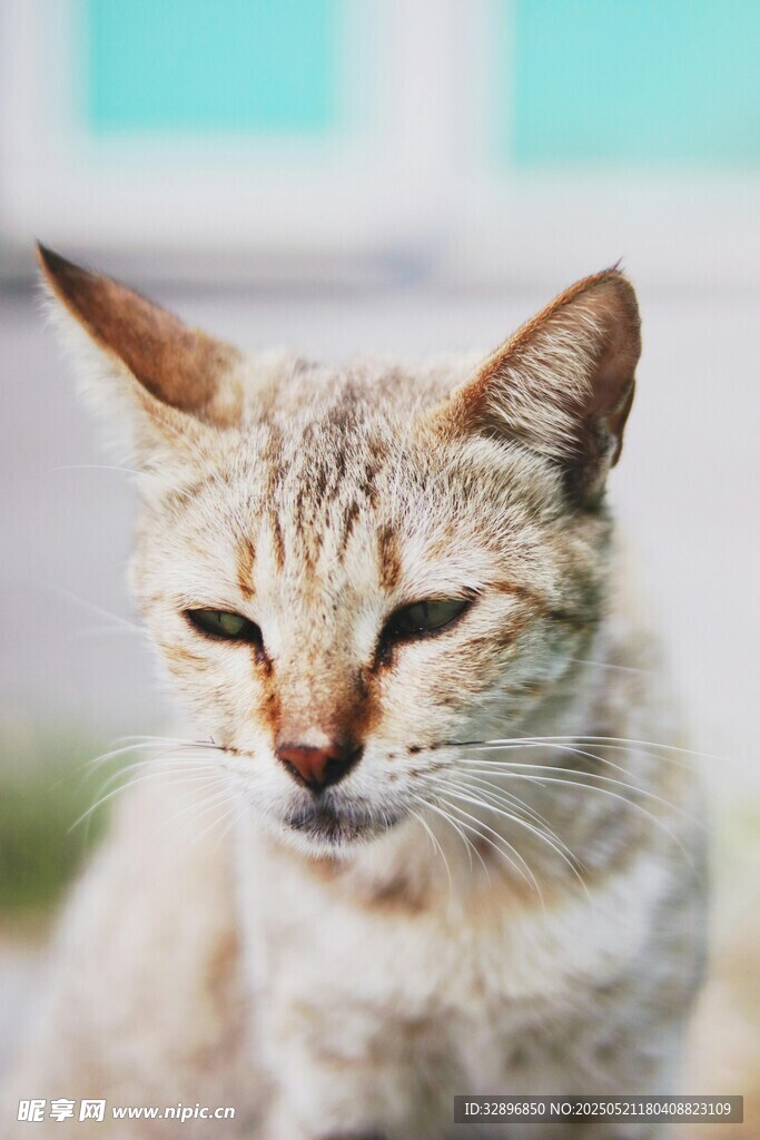 慵懒猫咪特写