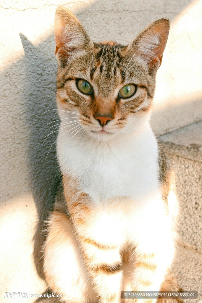 阳光下的可爱猫咪