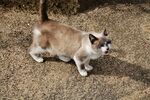 户外行走的可爱猫咪