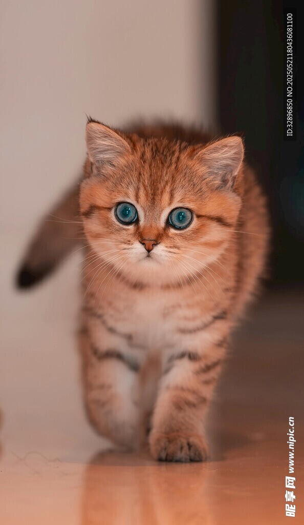 萌态小猫迈步前行