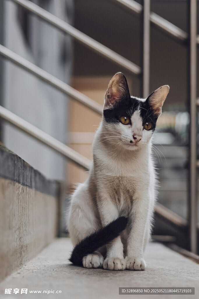 黑白猫咪坐于台阶处