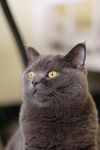 可爱灰猫抬头望