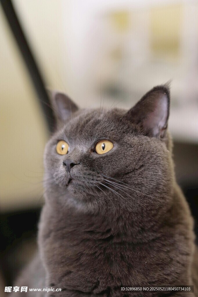 可爱灰猫抬头望