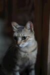 可爱条纹猫咪侧头瞬间