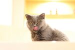 吐舌小猫姿态可爱