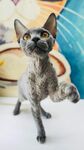 无毛猫站立好奇张望